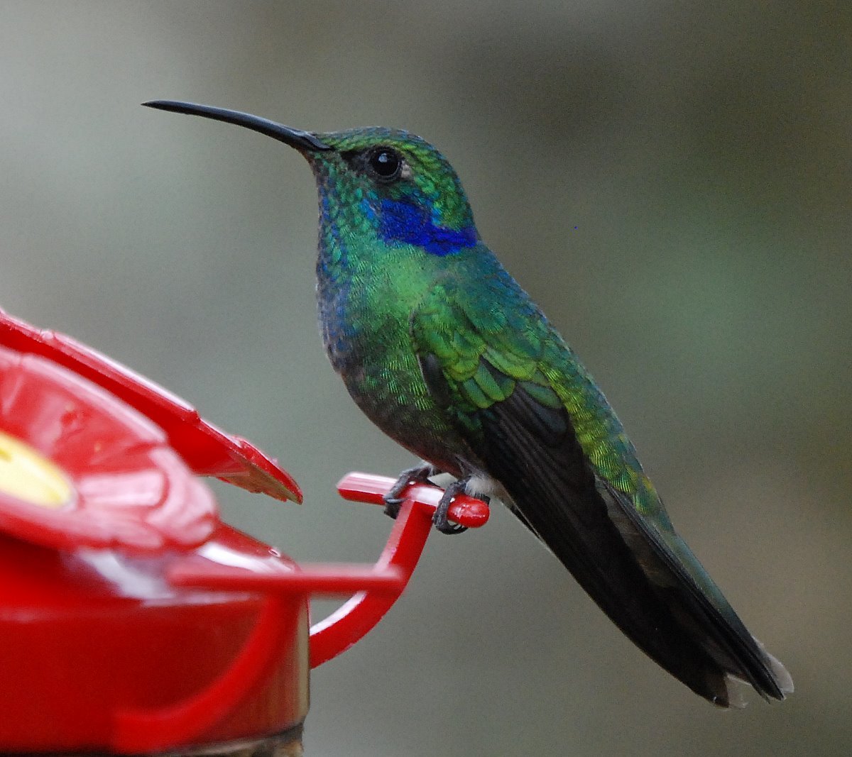 Soyons un Colibri de Madagascar
