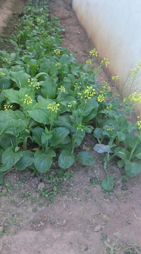 jardin potager scolaire epp mahamasina
