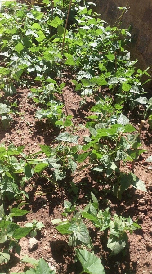 Jardin potager scolaire Epp Mahamasina